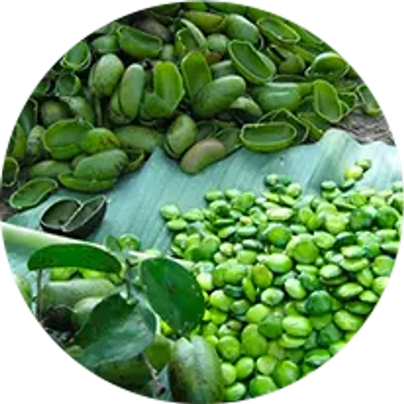 Withania Somnifera — ingredient in Renew